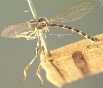 Media type: image;   Entomology 12740 Aspect: habitus lateral view